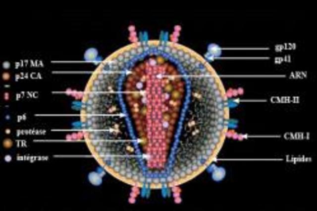 Retrovirus VIH