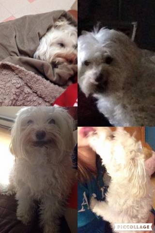 Mi perro murió por que un carro le chocó.