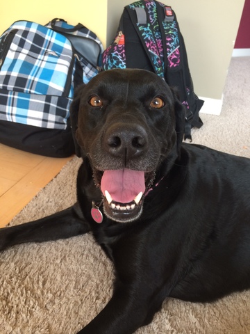 Getting My Dog: Lexie