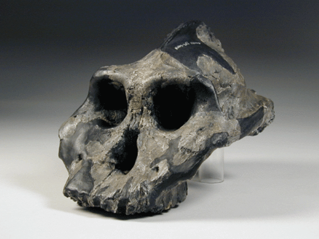 Paranthropus aethiopicus