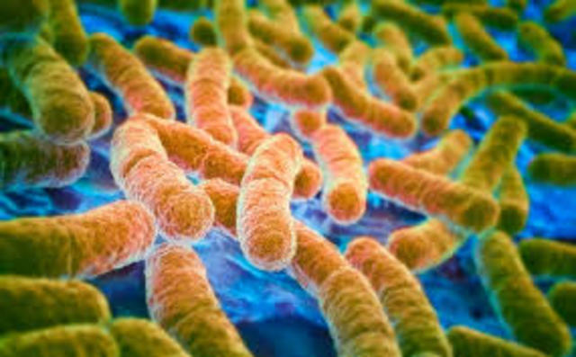 First mcr-1 Gene in E. coli Found