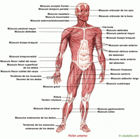 Anatomía Del Cuerpo Humano (1538)