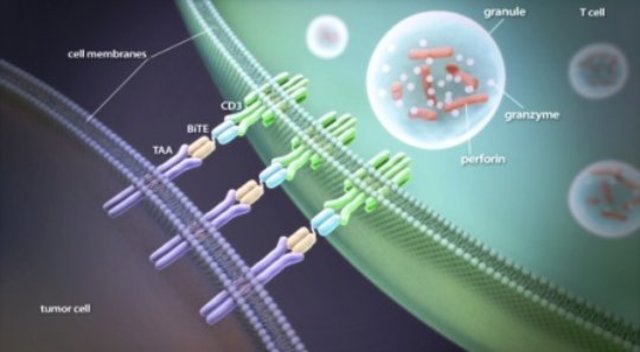 Anticuerpos de acción dual