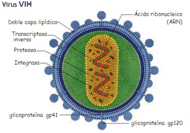 El Retrovirus Humano Del VIH (1980)