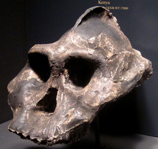 Paranthropus aethiopicus