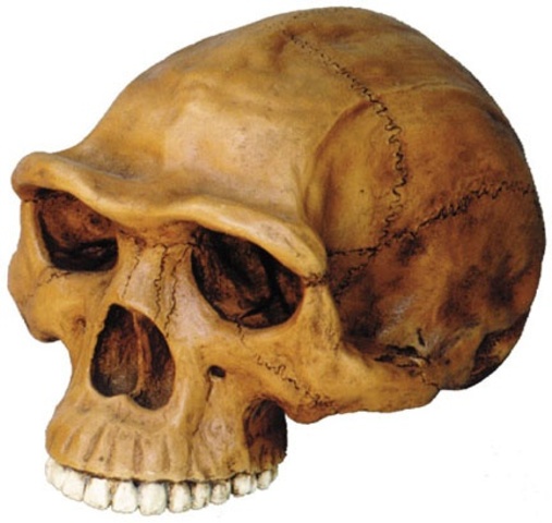 Homo erectus