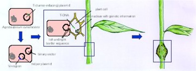 Plants transfornations