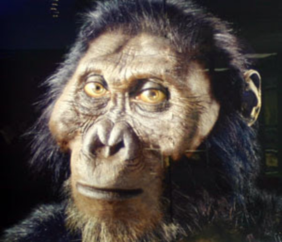 Paranthropus aethiopicus.