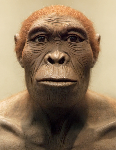Homo habilis.