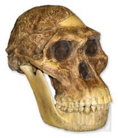Australopithecus africanus 2