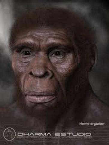 Homo ergaster 1