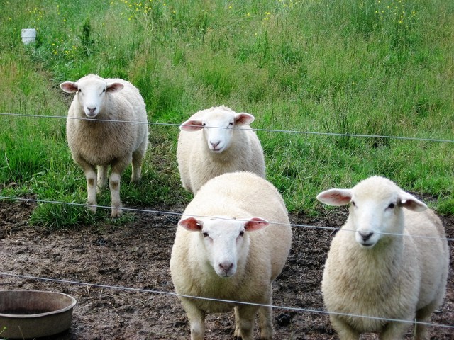 Started Preparing Pasture for pigs and heifers.
