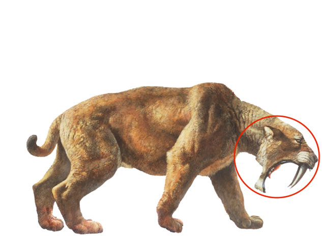 Saber tooth Cat