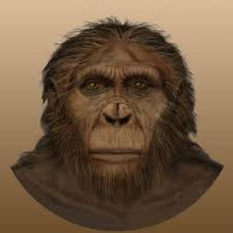 Paranthropus aethiopicus