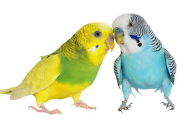 When I Got Something New