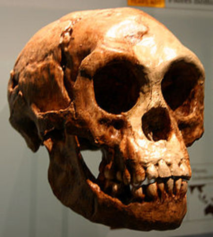 Homo floresiensis 2