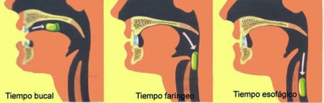 Deglución (Tragar)