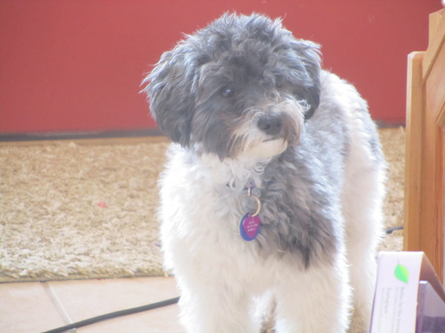 i got my second dog rory