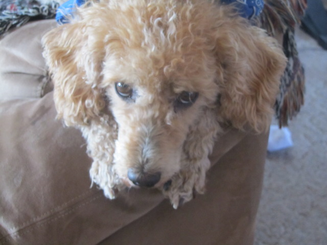 i got my first dog buster