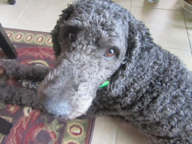 i got my third dog shadow