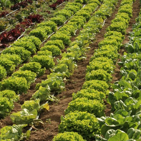 Cultiu dels productes