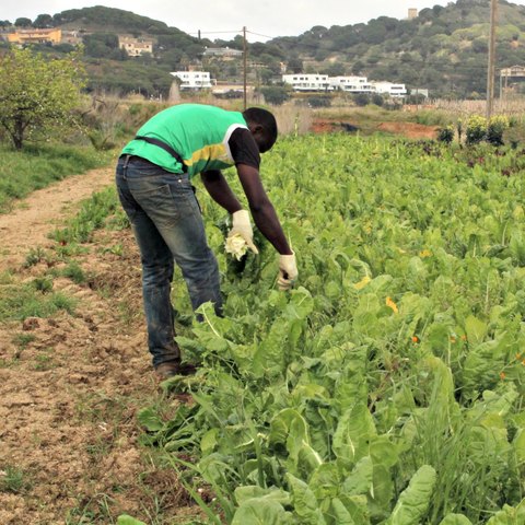 Collita dels productes