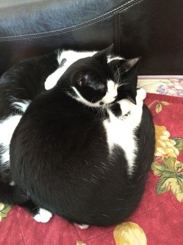 I got my cats, Oreo and Apollo