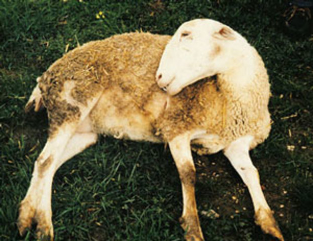 Fiebre aftosa en México