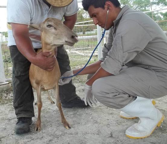Se celebra el 150 aniversario de la educación veterinaria en México