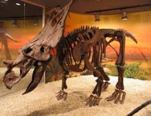 Museo Paleantologico