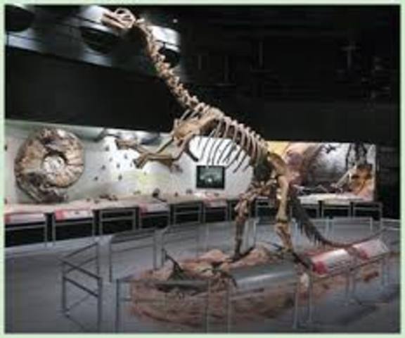 EL MUSEO PALEONTOLOGICO