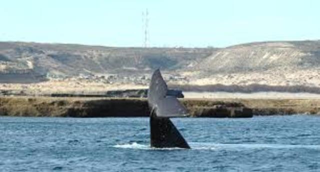 Visita a Puerto Piramides