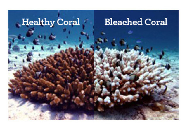 93% of the Great Barrier Reef is bleached