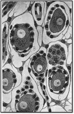 Crea los conceptos de angiogliona y neurogliona, hallazgos en los ganglios simpáticos y en los sensitivos