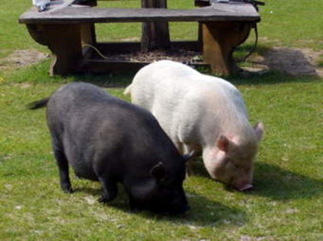 Napoleon and Snowball