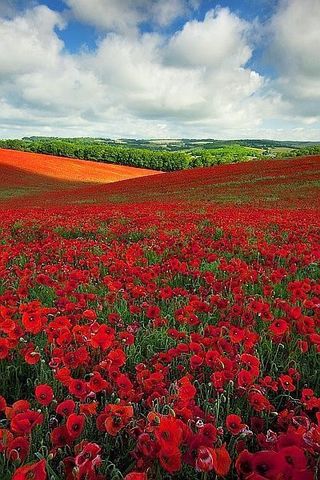 Poppy Field in England