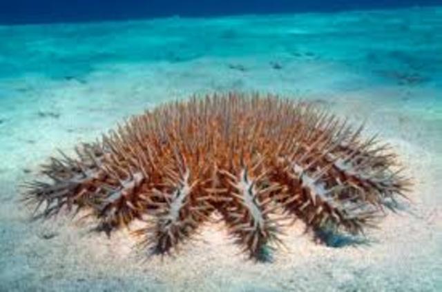 Great barrier reef crown of thorns starfish spawning season