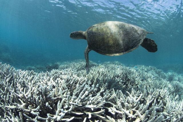Coral bleaching found in the great barrier reef