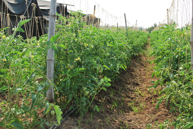 Signs of Crop Growth