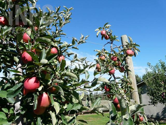 B.C.'s Fruit Association Established