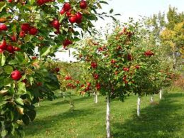 Governor General of Canada Began a Commerical Fruit Orchard