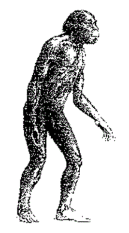 Els primers homínids, anomenats Australopitecs