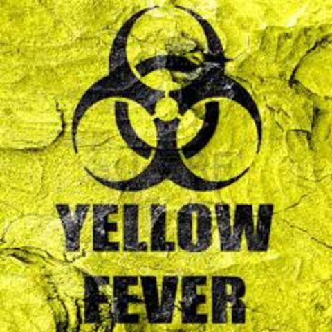 Yellow Fever