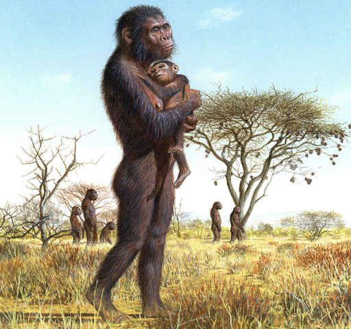 ELS HOMÍNIDS DEIXEN DE FER VIDA ALS ARBRES