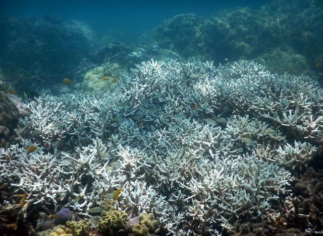 Bleaching of the Great Barrier Reef