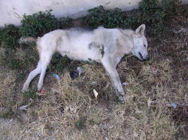 matan al perro de demetrio sin razon alguna
