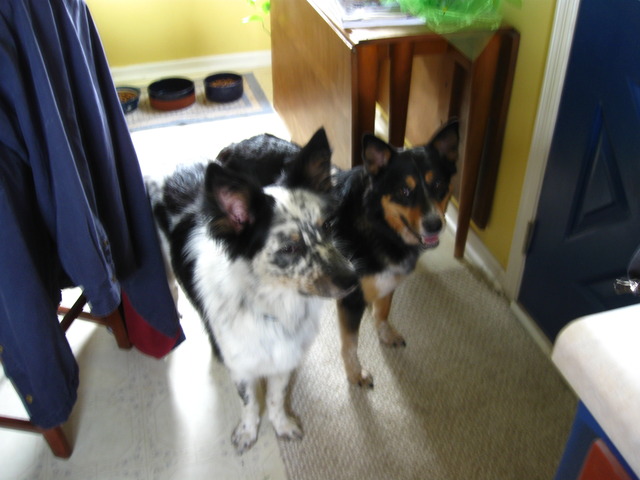 WE BUY PICHU (a.k.a a dog)