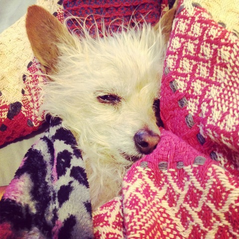 My Dog Honey's Passing Which Broke My heart Into Pieces