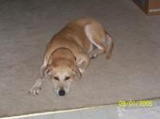 MAX DIES(a.k.a a dog)