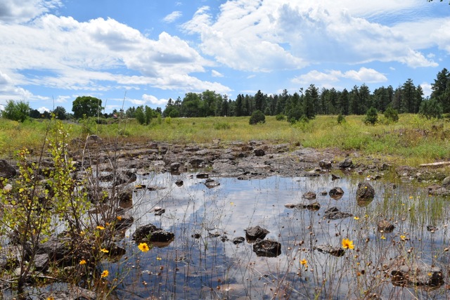 The Drive for Beautopolis